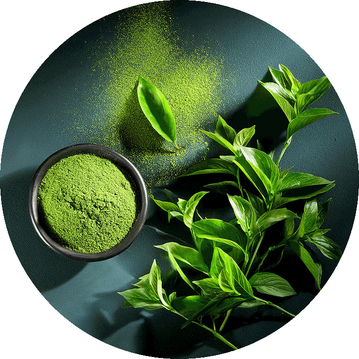 Zöld tea kivonat – a Clora Balance összetevője